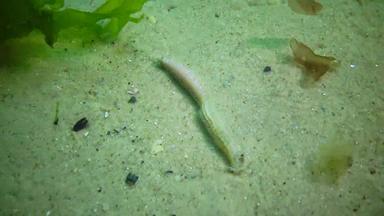 死海蠕虫死冻结缺乏氧气水环境灾难海黑色的海